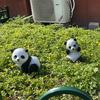 一个不务正业的流氓