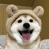 野憨憨