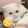 狮子座的七七