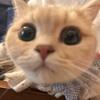 金喵猫咖·拼豆·美甲·桌游电玩（分享版）
