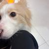 这是我收养的小狗