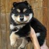桂系土松日记（破1000送土松🐕）