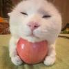 秋天一只猫