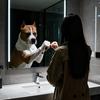 考拉的斯塔福-密室犬舍