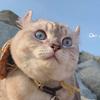 猫大王