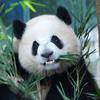 熊猫格格