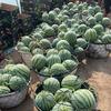 颍上西瓜妹🍉