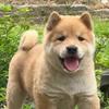 广西表姐之田园犬