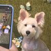 九筒甜妹の宠衣小铺