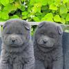 老班长田园犬