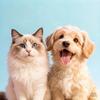 猫狗送养领养聚集地