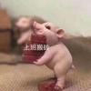 异乡侠客