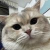 z的金豆咪🐈