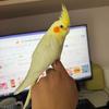 小鸡饲养员