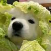 天蝎