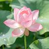 芳妈