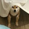 超级小狗🐶