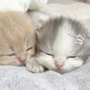 猫狗教教主