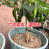 爱收菜的🐰（关必回）
