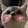汤圆是只猫