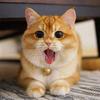 大奔是猫猫 奥迪是狗狗