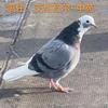 白翅膀鸽舍