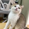 金豆是只小猪咪