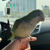 🦜邯郸鹦鹉(特色牡丹）