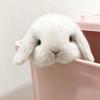 Rayo_o