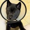十月妈_专养田园犬