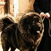 西安上官（猛犬之家）