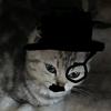 猫book