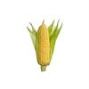 🌽.