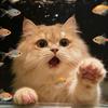 丹丹的猫