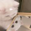 岁末甜圆满