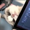 鵼