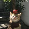 春野廿一