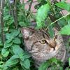 猫叔