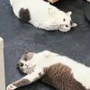 歐帥🐈