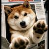 柴犬橙仔🍊
