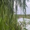 阿玲聊养鸽