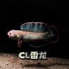 CL