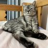 虎噜呼噜猫
