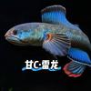 甘C·雷龙
