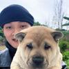 小米田园犬