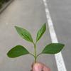 梅川裤子