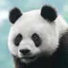 清琤