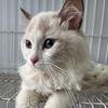 新沂猫咪收留领养中心