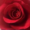 🌹缘分⁷¹⁵🌹🎙️