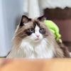 有只小猫叫Puddin布丁～